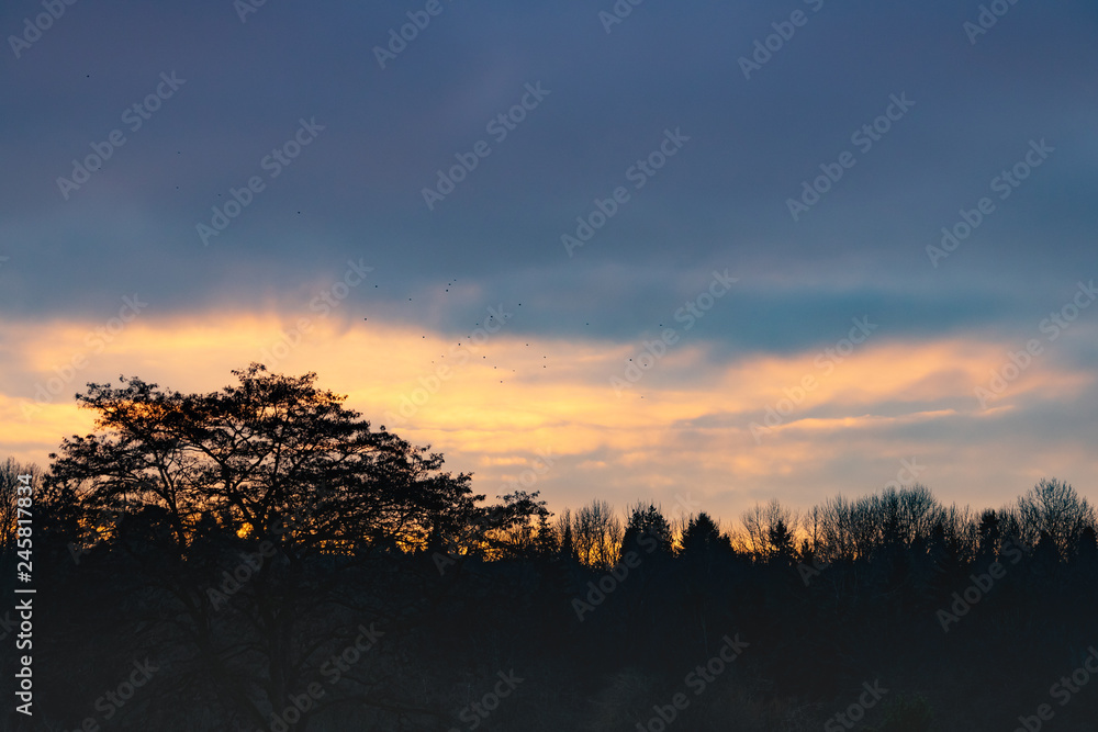 Obraz premium Tree silhouettes at dusk 