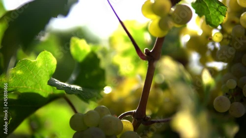 Grapes in German vineyard.