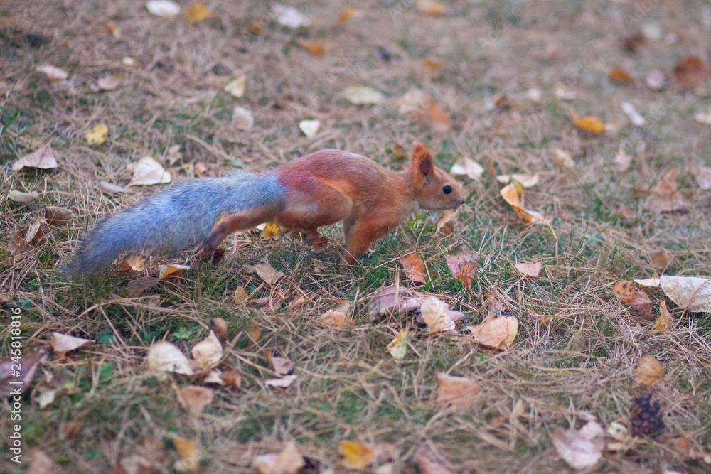 Squirrel jumping through