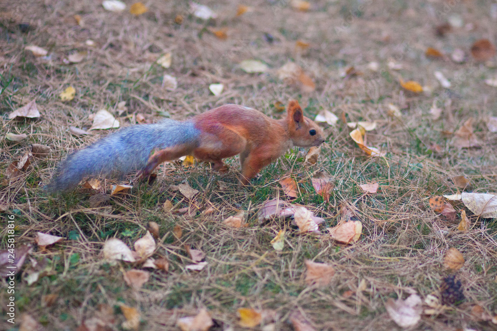 Squirrel jumping through Squirrel jumping through