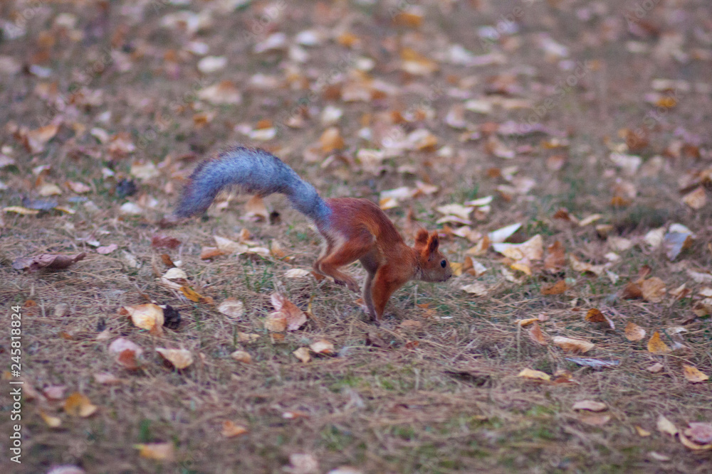 Squirrel jumping on the grass Squirrel jumping on the grass