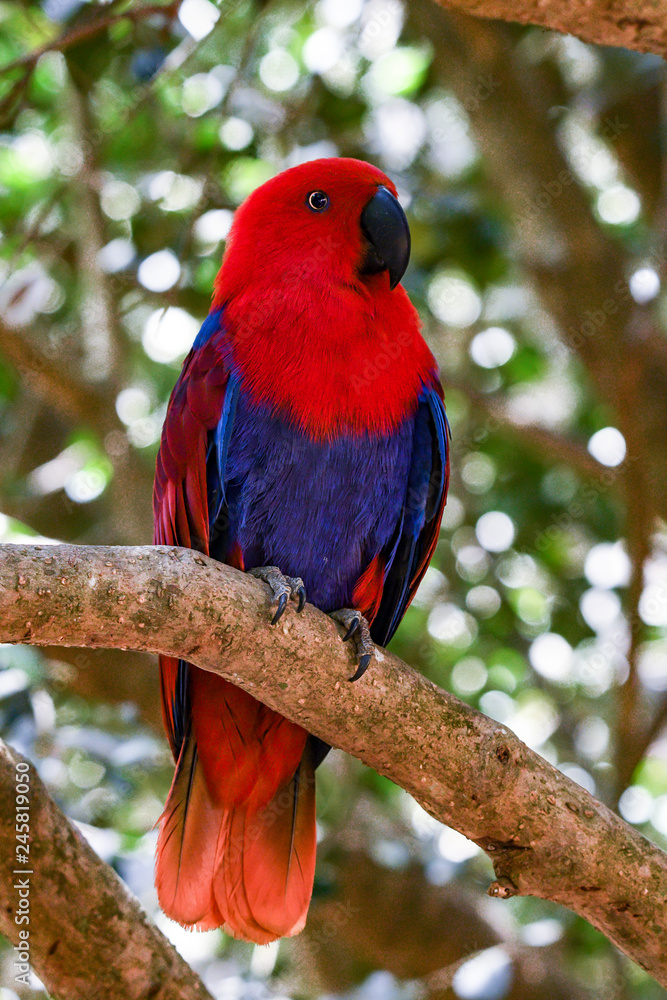 Eclectus Parrot