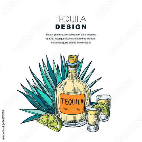 Tequila sketch vector illustration. Bar menu, label, package design. Bottle, shot glass, agave isolated on white.
