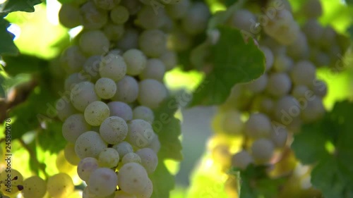 Wallpaper Mural Grapes in German vineyard. Torontodigital.ca