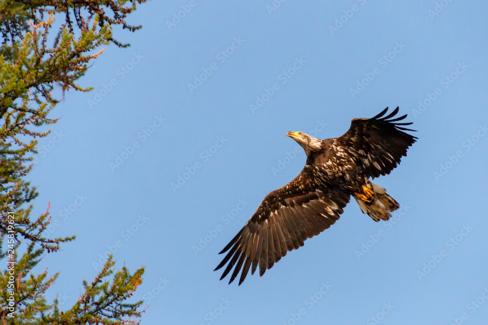 Obraz premium eagle flying approaching tree