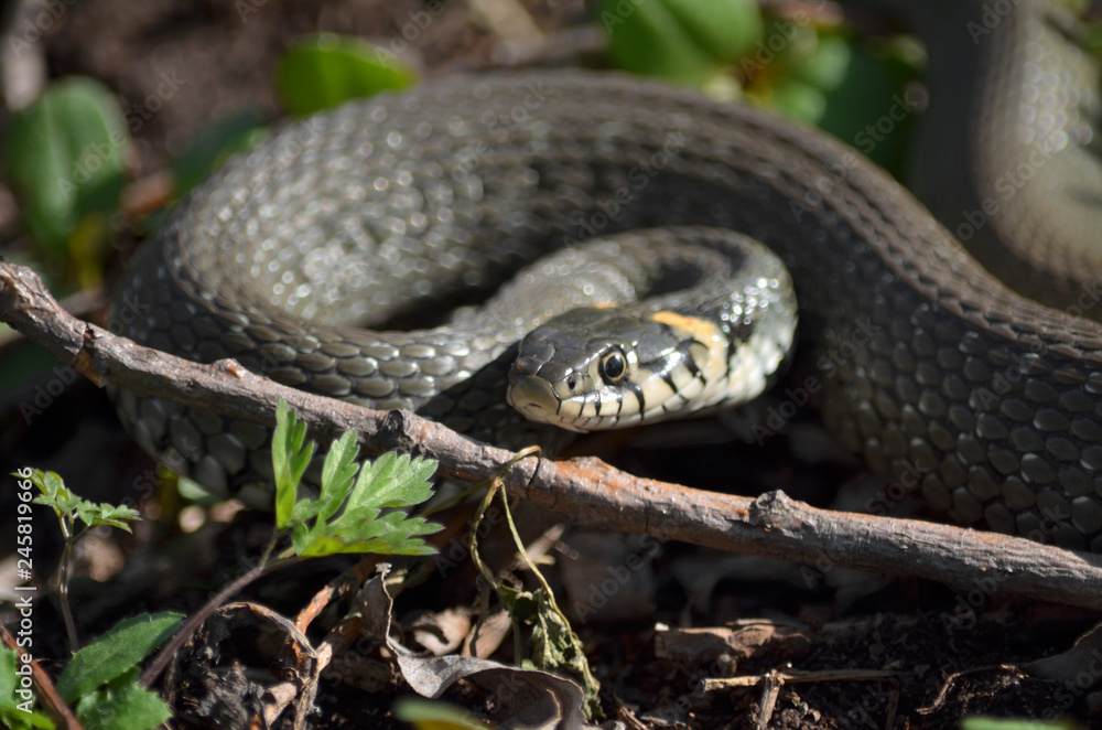 Obraz premium Grass snake in a meadow in its natural habitat. Fauna of Ukraine. Shallow depth of field, close-up.