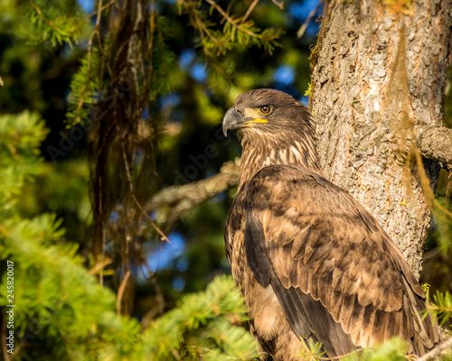 Juvenile Eagle