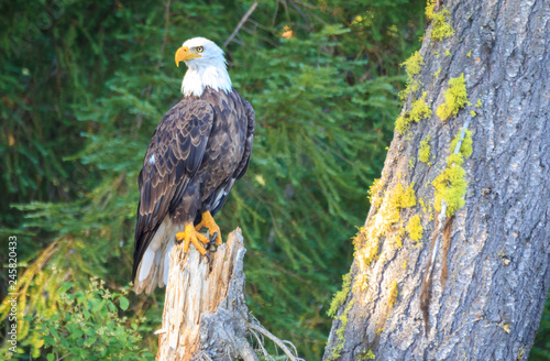 bald eagle perched on tree