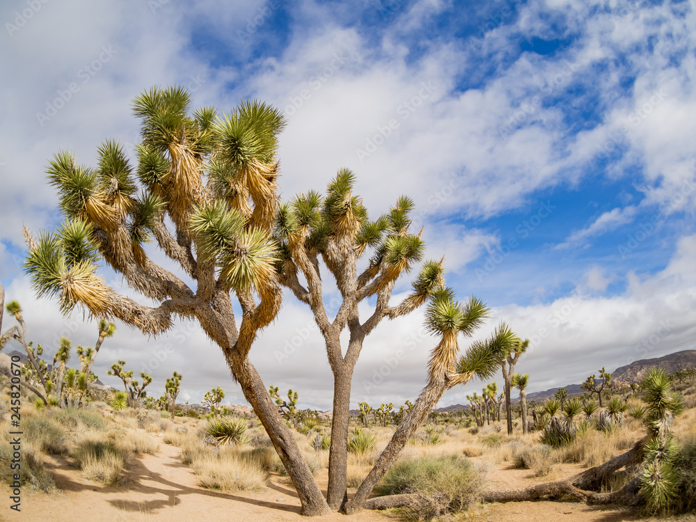 Beautiful landscape with Joshua tree, mountain, rocks