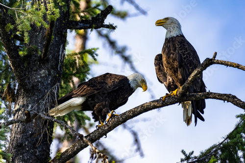 pair of bald eagles perched