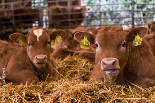 Kälber im Stroh