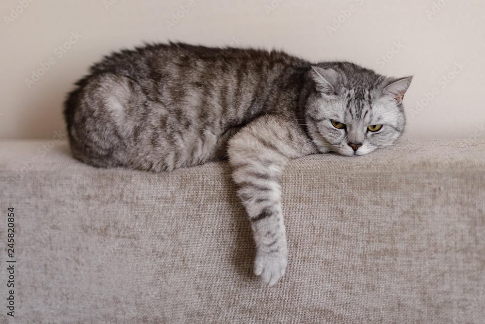 The Gray-Brownish striped British sad cat rests on the back of the sofa in the apartment The Gray-Brownish striped British sad cat rests on the back of the sofa in the apartment