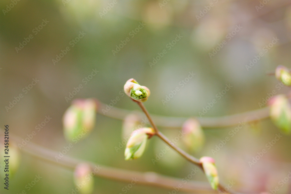 Hello summer. green branches with leaves Hello summer. green branches with leaves