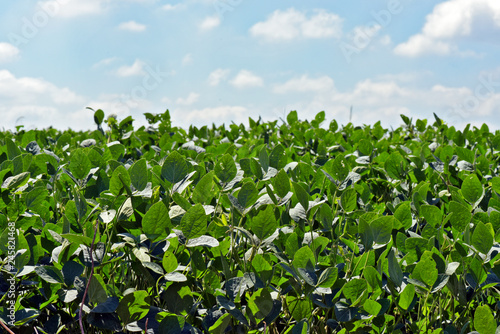 Green soya field in growing