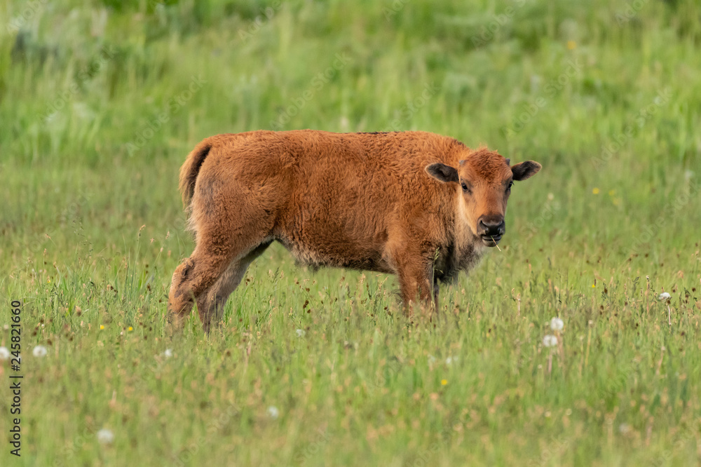 Baby Bison in Field Turns Toward Camera Baby Bison in Field Turns Toward Camera