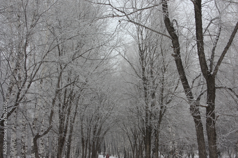 trees in the park. trees and trees in the park. trees and