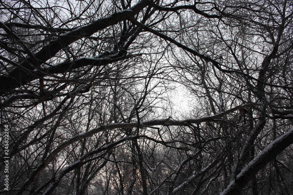 trees in the park. trees and snow trees in the park. trees and snow