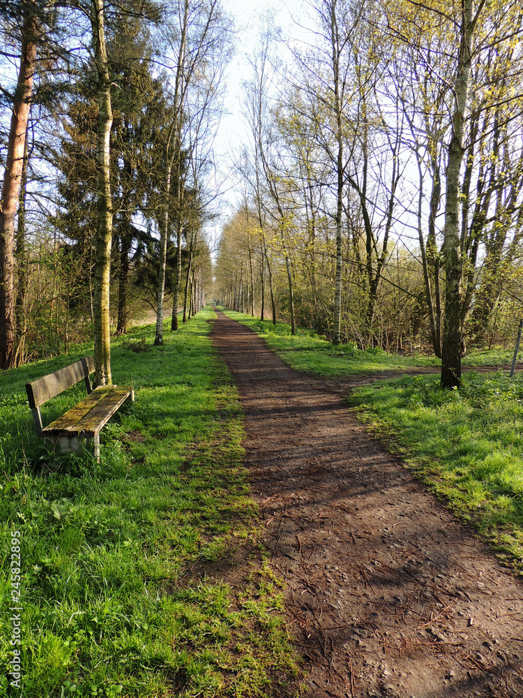 Birch Alley in the spring morning Birch Alley in the spring morning
