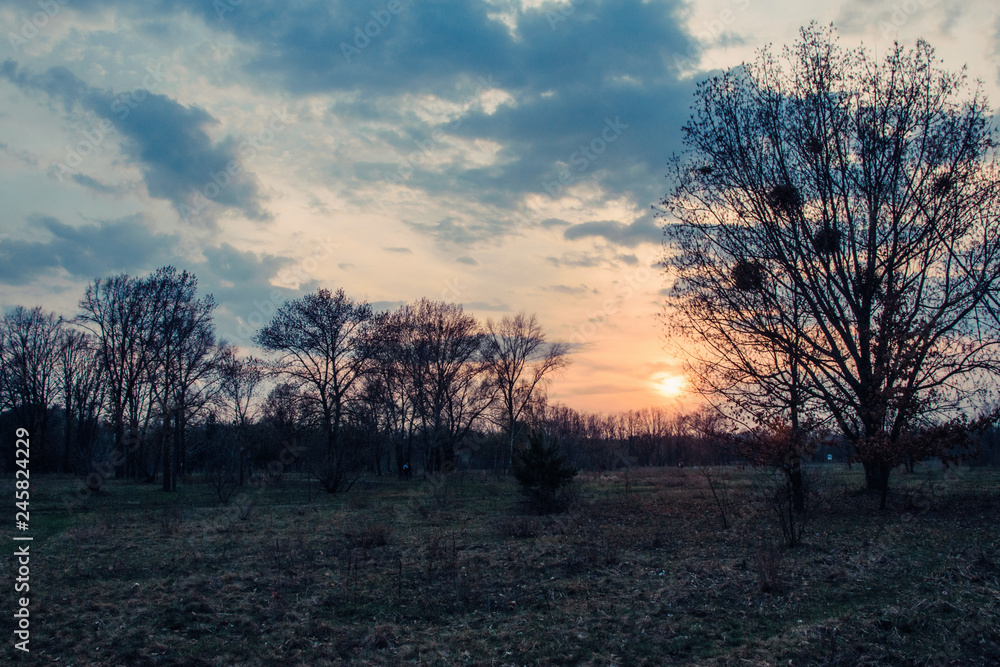 A field with lonely trees at sunset. A field with lonely trees at sunset.