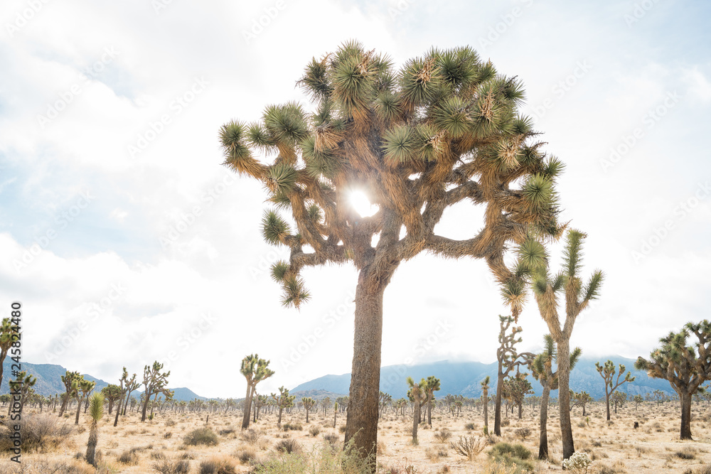 Beautiful landscape with Joshua tree, mountain, rocks Beautiful landscape with Joshua tree, mountain, rocks