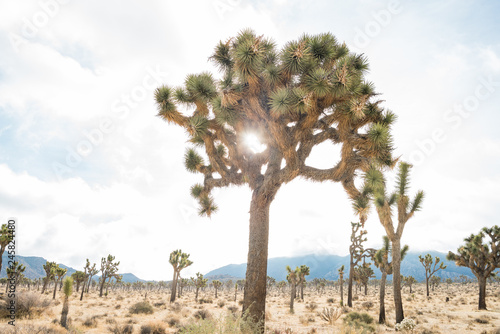 Beautiful landscape with Joshua tree, mountain, rocks