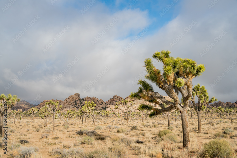 Beautiful landscape with Joshua tree, mountain, rocks Beautiful landscape with Joshua tree, mountain, rocks