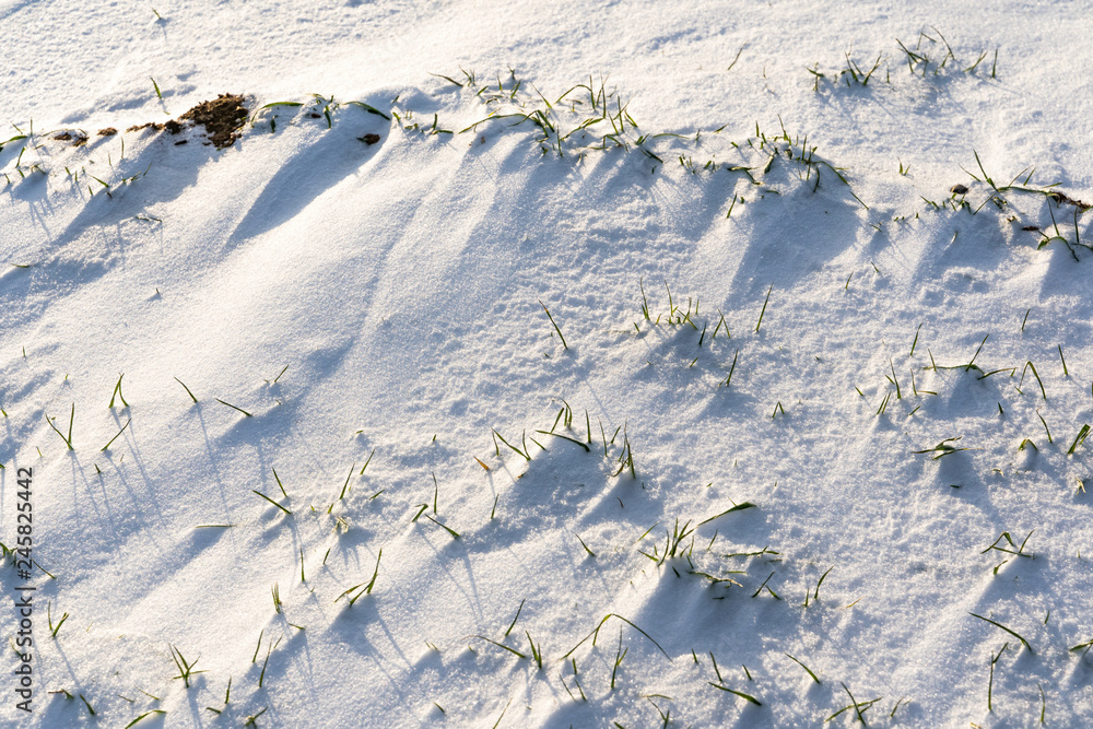 Fototapeta premium Closeup Details of Countryside Nature on Sunny Winter Day