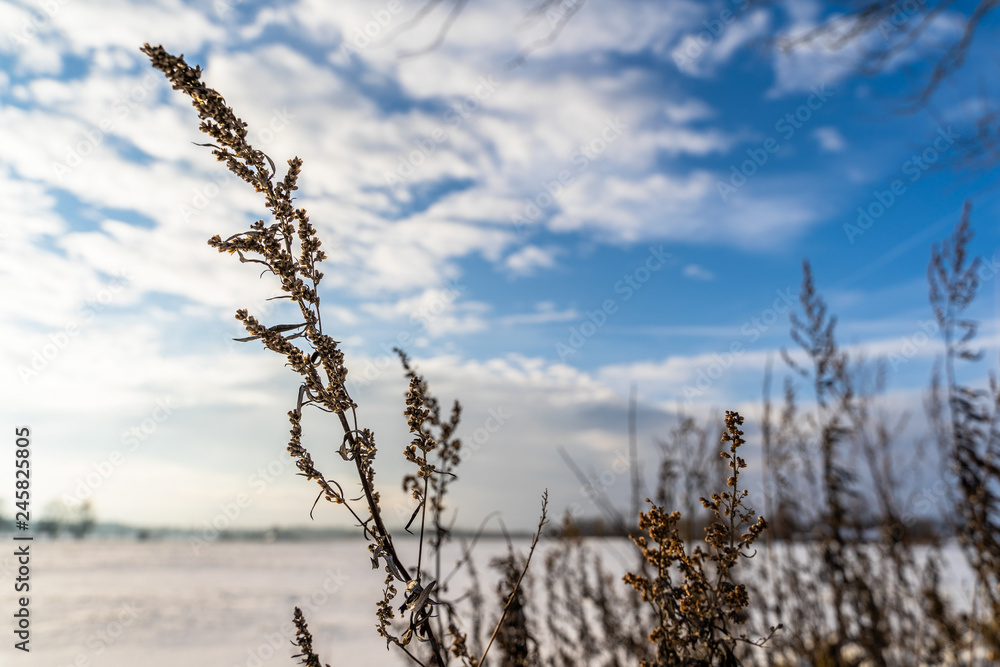 Obraz premium Empty Countryside Landscape in Sunny Winter Day with Snow Covering the Ground, Abstract Background with Deep Look and Dramatic Skies - Concept of Harmony, Peace and Traveling