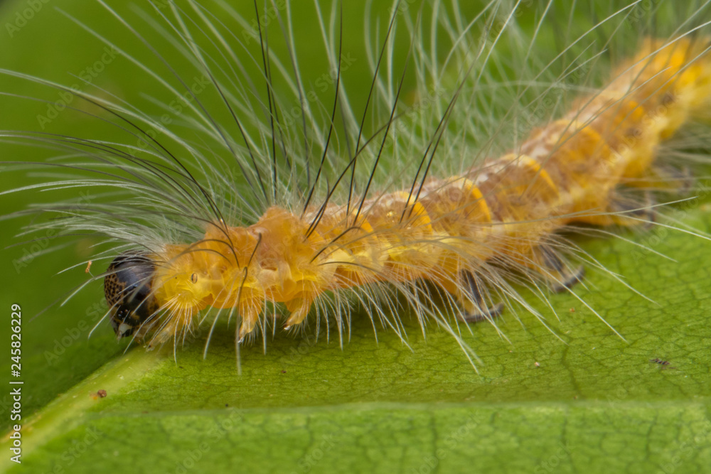 Beautiful Yellow Caterpillar on green leaves Beautiful Yellow Caterpillar on green leaves