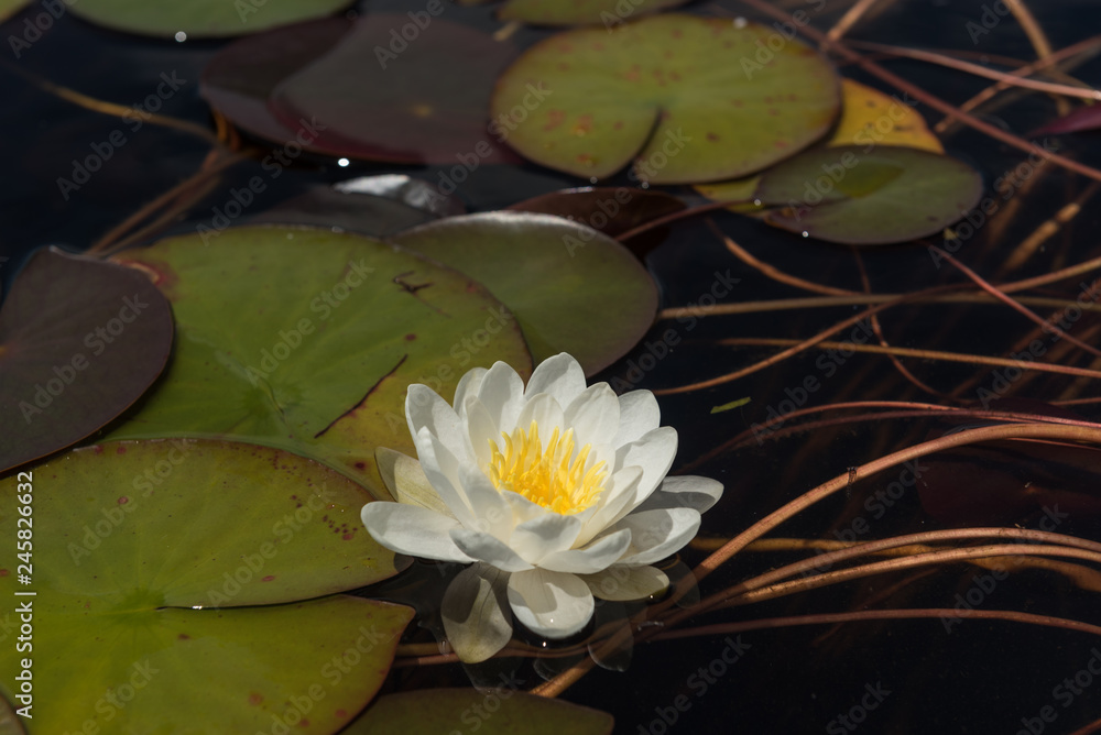 Single, white water lily flower surrounded by green lily pads, or leaves. In Lake Mahinapua, West Coast, New Zealand. Single, white water lily flower surrounded by green lily pads, or leaves. In Lake Mahinapua, West Coast, New Zealand.