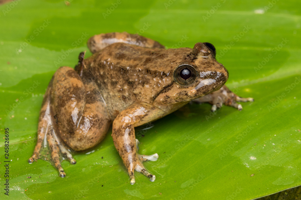 Macro image frog on green leaf in Sabah, Borneo - Philautus Amoenus (Kamboranga Bush frog) Macro image frog on green leaf in Sabah, Borneo - Philautus Amoenus (Kamboranga Bush frog)