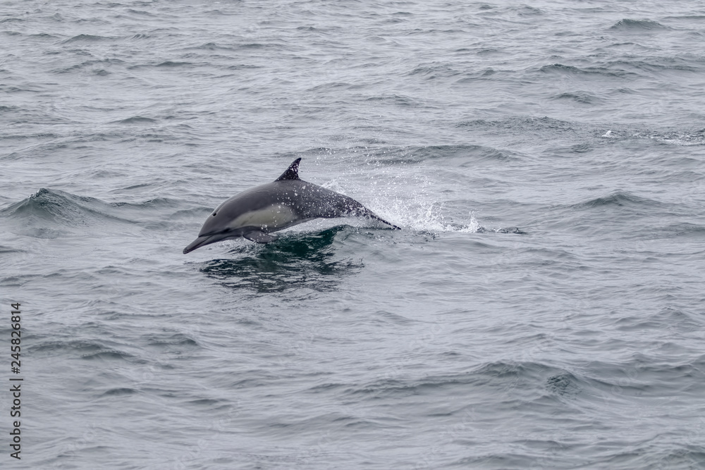 Naklejka premium long-beaked common dolphin (Delphinus capensis)