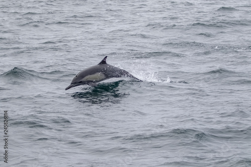 long-beaked common dolphin  Delphinus capensis 