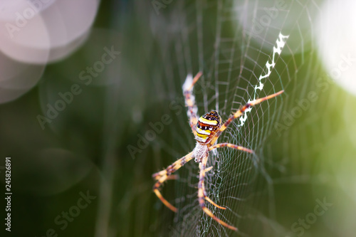 Saint andrews cross spider on spider web and morning sunlight.
