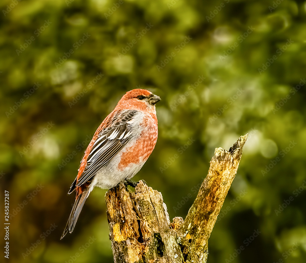 Naklejka premium Male Pine Grosbeck Perched - A beautiful red colored male Pine Grosbeck is perched on the tip of a branch. Sax-Zim bog, meadowlands, Minnesota.
