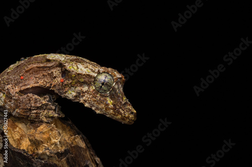 Nature wildlife image of camouflage flying gecko at Sabah Borneo. 