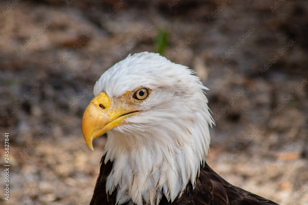Obraz premium Bald eagle