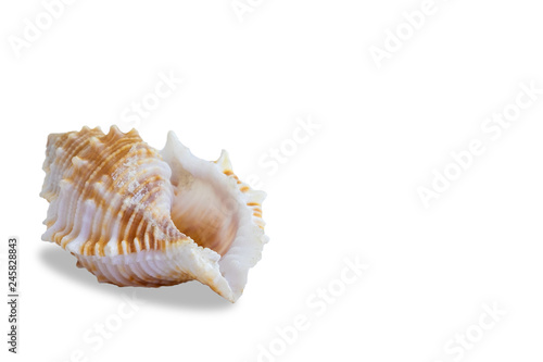 conch seashell on white background