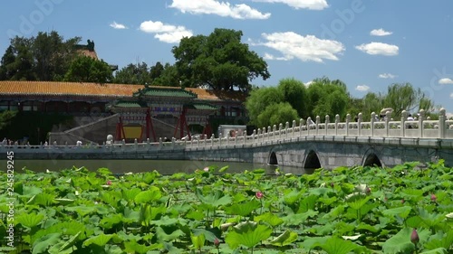 Chinese garden in Beijing - famous public park. Giant water lily plants, bridge and traditional building on beautiful blue sky summer day in Beijing, China. Used by locals and a tourist destination. photo