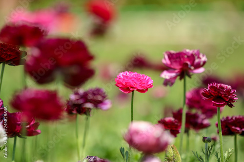 pink flower among purple ones
