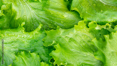 Fresh cut leaves of green lettuce texture, top view