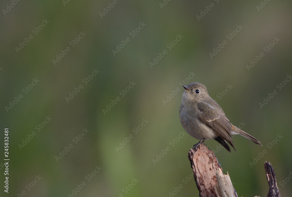 Brown Bird, Flycatcher bird, female