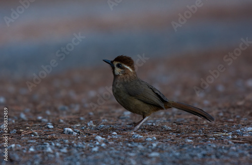 White-browed Laughingthrush, Beautiful bird in Thailand. photo