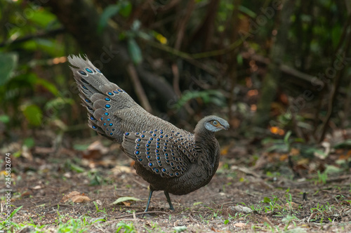 Grey Peacock-Pheasant, Burmese Peacock-Pheasant, female, The Beautifull bird in Thailand. photo