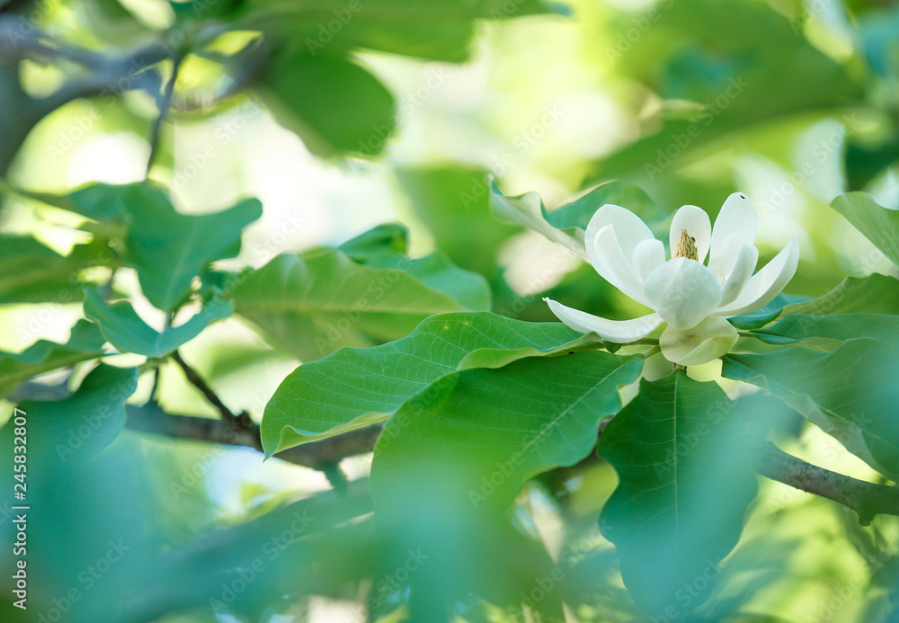 Obraz premium White magnolia flowers. Beautiful blossomed magnolia branch at spring. Magnolia flower blooming tree. Nature, spring background
