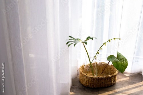 Collection of green leaves plant in glass vases in rattan wooden basket on wo...