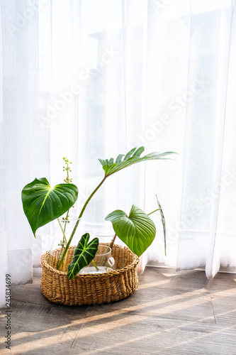 Collection of green leaves plant in glass vases in rattan wooden basket on wo...