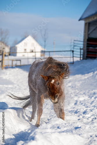 Brown Chestnut Poney Horse Shaking Snow off Body in Winter in Quebec Canada