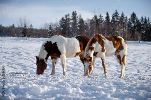 Two Paint Horses Standing Outside in Pasture in WInter
