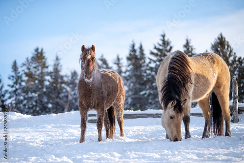Two Beautiful Horses in the Snow, Chestnut and Buskin Horse in the Snow